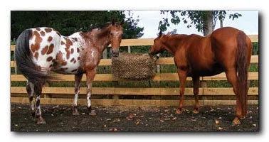 Calm Healthy Horses Hay Saver Large